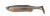 t-tail-guma-przyneta-savage-gear-pearl-silver-1.jpg