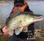 t-tail-savage-gear-guma-savage-gear-2.jpg