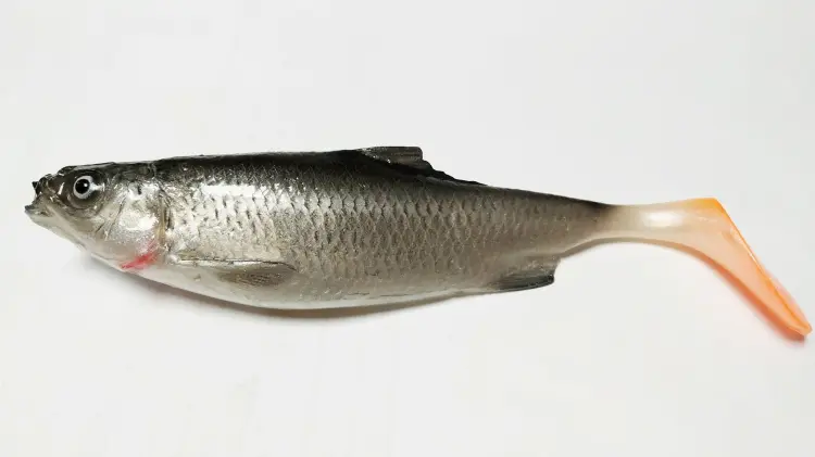 przynęta-gumowa-guma-spinningowa-jak-sewro-alpha-real-15cm-slonecznica-czarna-1.jpg