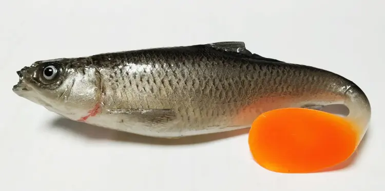przynęta-gumowa-guma-spinningowa-jak-sewro-alpha-real-15cm-slonecznica-czarna-2.jpg