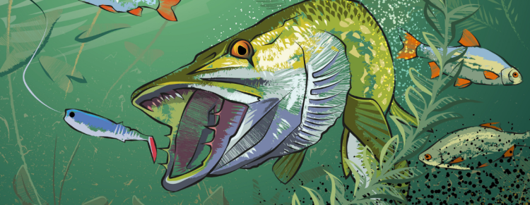 Banner_Szczupak.png