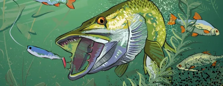 Banner_Szczupak.png