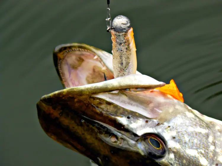 ZESTAW-KOPYT-MIKADO-FISHUNTER-II-GUMY-NA-OKONIA-SANDACZA-.jpg