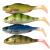 przynety-gumowe-rekodzielo-alpha-real-fish-jazgarz-okon-zestaw-gum.jpg