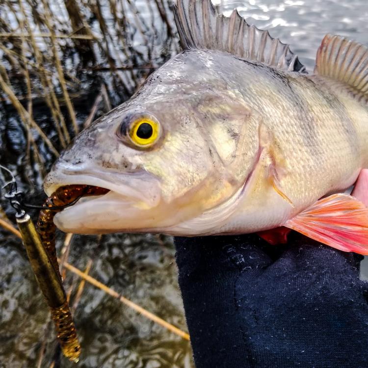 guma-perch-professor-bimber-tea-4.jpg