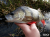 guma-perch-professor-original-2.png