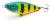 wobler-przyneta-jerk-slider-dayer-drifter-10-fluo-tiger-black-3.jpg