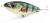 wobler-przyneta-jerk-slider-dayer-drifter-15-natural-perch-3.jpg