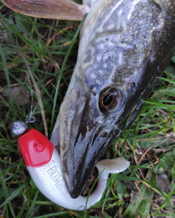 GUMA-Fatty-12cm-PRZYNETA-DELPHIN-3.jpg