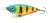 wobler-przyneta-jerk-slider-dayer-drifter-8cm-dd21-fluo-tiger-black-2.jpg