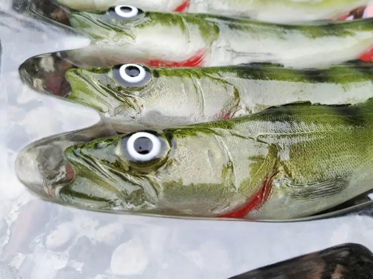 przynety-gumowe-rekodzielo-alpha-real-fish-jazgarz-okon-zestaw-gum-7.jpg