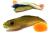 przynety-gumowe-rekodzielo-alpha-real-fish-jazgarz-okon-zestaw-gum-3.jpg
