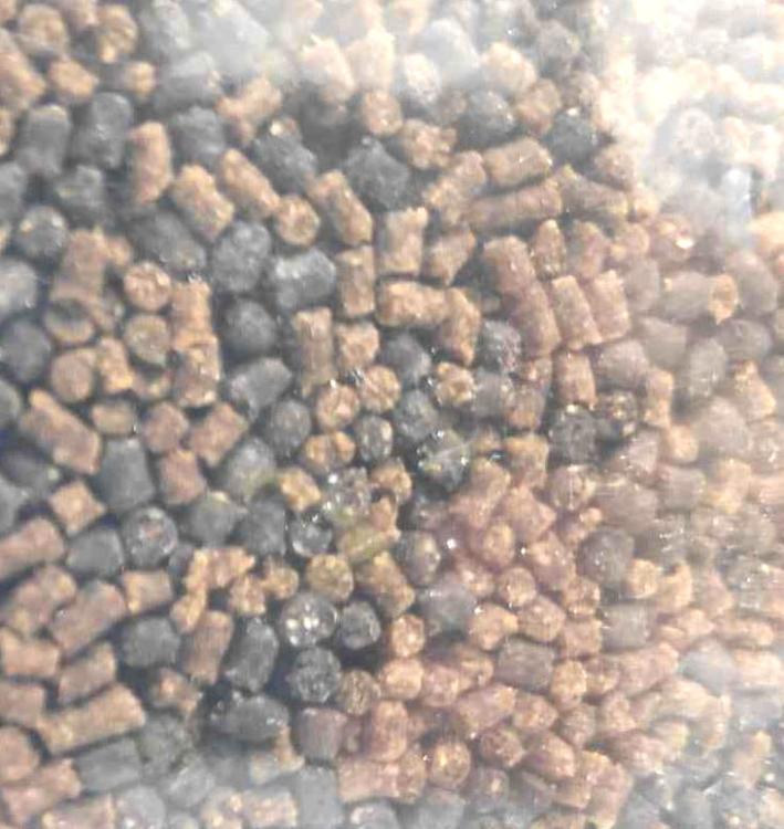 zaneta-pellet-szprotka-sardynka-magic-feeder-800g-2.JPG