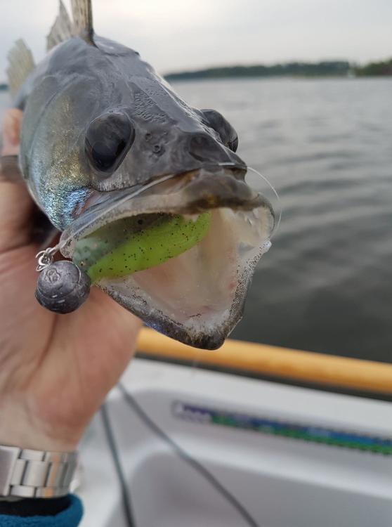 guma-matusiak-przyneta-gumowa-ploc-razem-1 (3).jpg