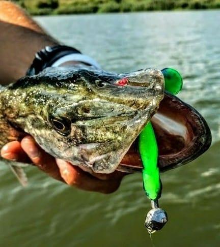 guma-matusiak-przyneta-gumowa-ploc-razem-1 (2).jpg