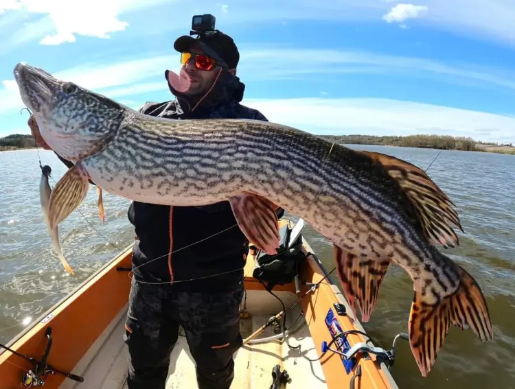 przynęta-gumowa-guma-spinningowa-jak-sewro-alpha-real-6.jpg