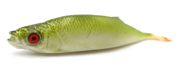 przynęta-gumowa-guma-spinningowa-jak-sewro-alpha-real-21cm-ukleja-vertical-zolta-fluo-uv (1).jpg
