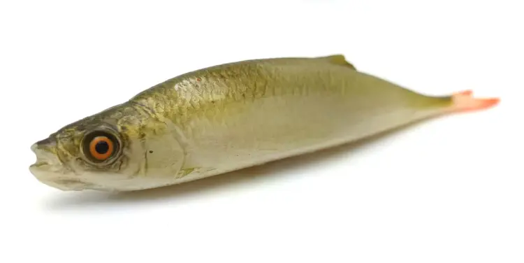 przynęta-gumowa-guma-spinningowa-jak-sewro-alpha-real-21cm-ukleja-vertical-oliwkowy (1).jpg