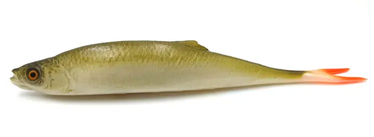 przynęta-gumowa-guma-spinningowa-jak-sewro-alpha-real-21cm-ukleja-vertical-oliwkowy (2).jpg