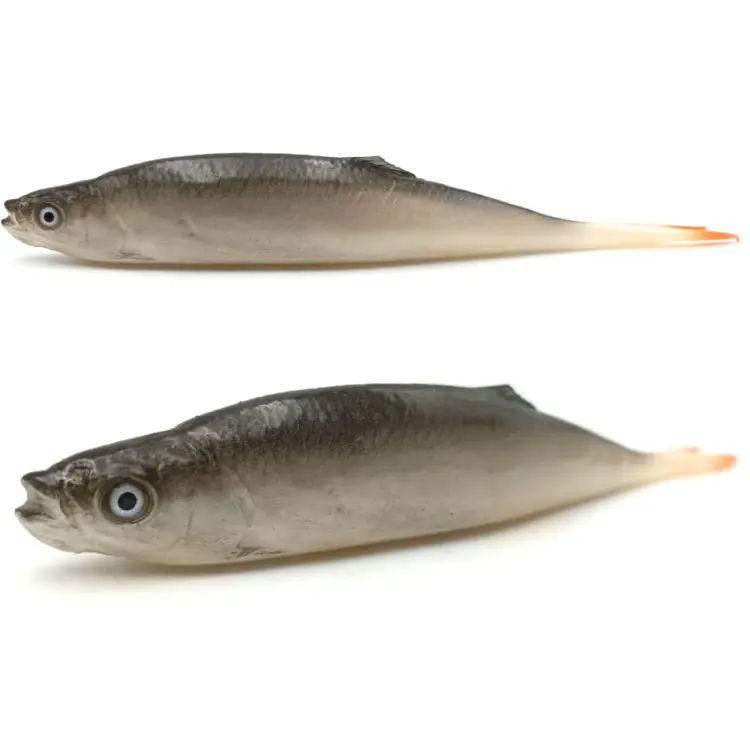 przynęta-gumowa-guma-spinningowa-jak-sewro-alpha-real-21cm-ukleja-vertical-natural.jpg