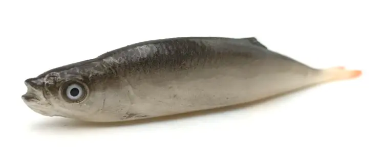 przynęta-gumowa-guma-spinningowa-jak-sewro-alpha-real-21cm-ukleja-vertical-natural (1).jpg