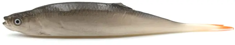 przynęta-gumowa-guma-spinningowa-jak-sewro-alpha-real-21cm-ukleja-vertical-natural (2).jpg