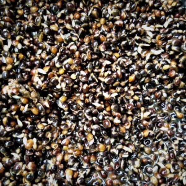 konopia-gotowana-1kg.jpg