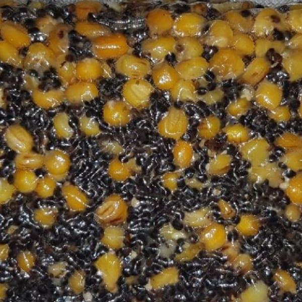 kukurydza-konopia.JPG
