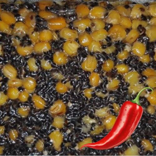 kukurydza-konopia-CHILI-1.JPG