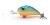 blagier-plywajacy-wobler-3,5cm-dorado-bp (3).jpeg