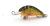 blagier-plywajacy-wobler-3,5cm-dorado-gal (2).jpeg