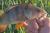 GUMA-GREAT-FISH-GF1-49MM-BLUE-PEARL (3).jpg