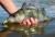 t-tail-savage-gear-guma-savage-gear-1.jpg