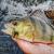 original-perch-professor-f--king-leech-guma-1.jpg