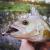 purple-pepper-perch-professor-f--king-leech-guma-6.jpg