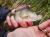 original-perch-professor-f--king-leech-guma-2.jpg