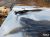 original-perch-professor-f--king-leech-guma-2.png