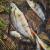bimber-tea-perch-professor-f--king-leech-guma-4.jpg