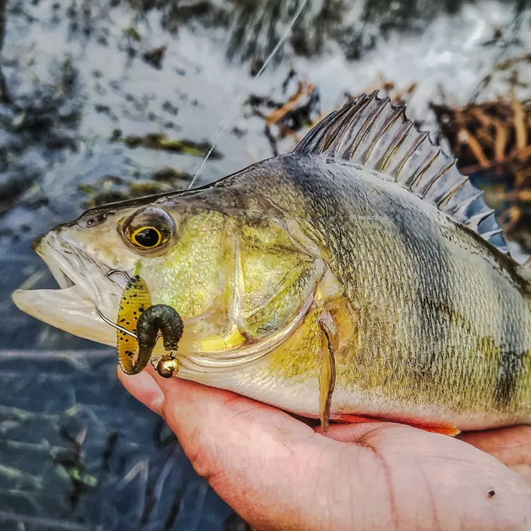 original-perch-professor-f--king-leech-guma-1.jpg