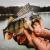 purple-pepper-perch-professor-f--king-leech-guma-5.jpg