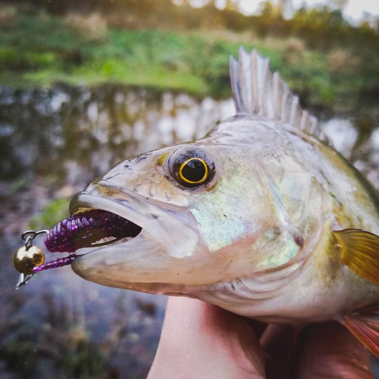 purple-pepper-perch-professor-f--king-leech-guma-6.jpg
