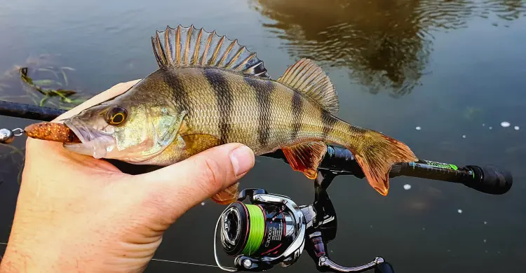przyneta-gumowa-perch-professor-fluky-shad-bimber-tea-2.jpg