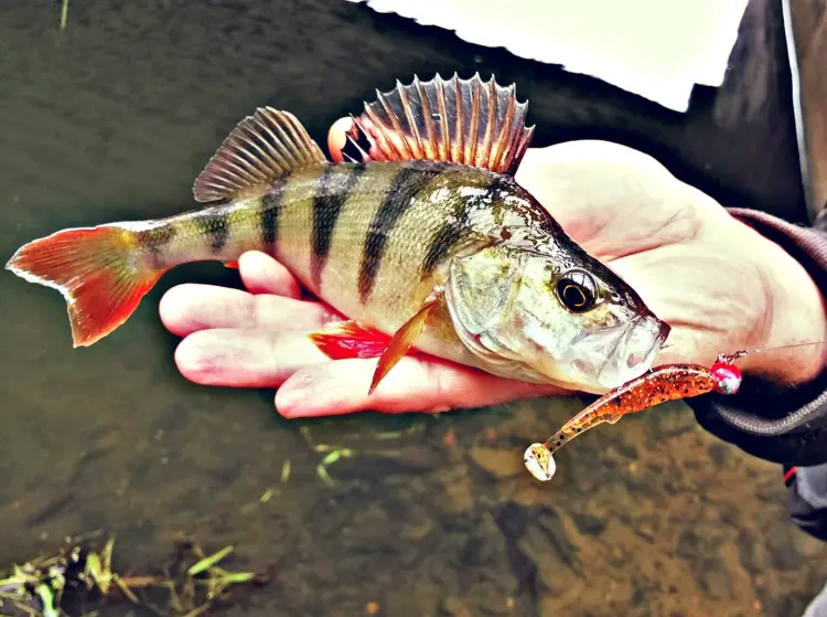 przyneta-gumowa-perch-professor-fluky-shad-bimber-tea-4.jpg