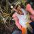 guma-perch-professor-fapping-craw-bimber-tea-4.jpg