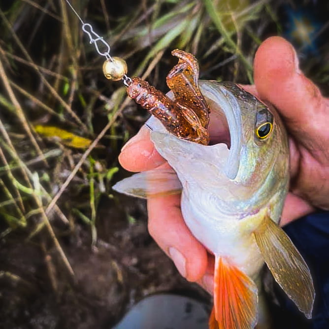 guma-perch-professor-fapping-craw-bimber-tea-4.jpg