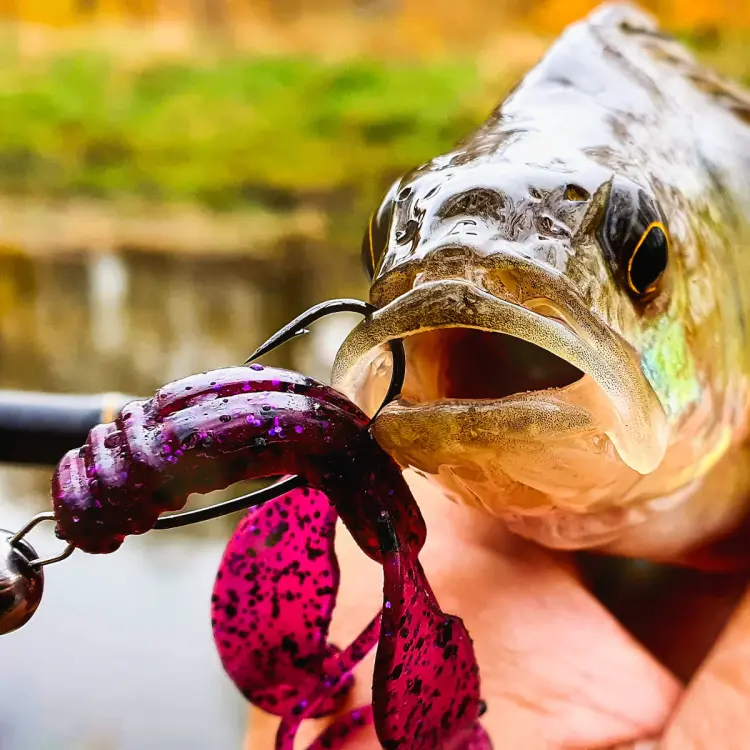 guma-perch-professor-fapping-craw-purple-pepper-2.jpg