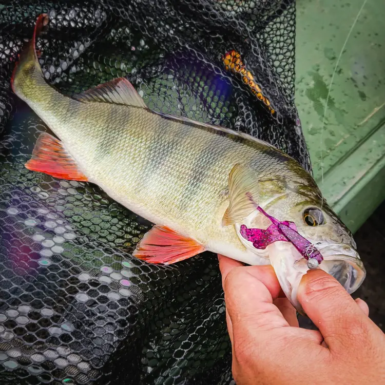 guma-perch-professor-fapping-craw-purple-pepper-3.jpg