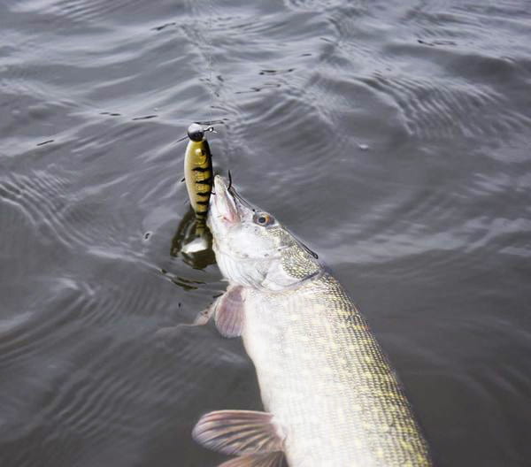 GUMA-Fatty-12cm-PRZYNETA-DELPHIN-2.jpg