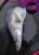 GUMA-HYPNO-12cm-PRZYNETA-DELPHIN-4.jpg