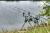 buzz-bar-Rodpod-Delphin-RPX-Stalk-Silver-8.jpg